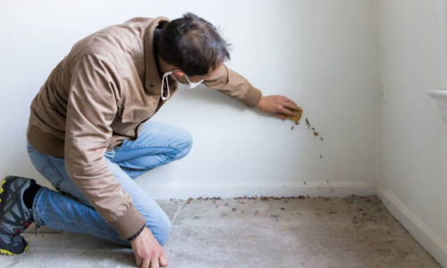 mold removal philadelphia