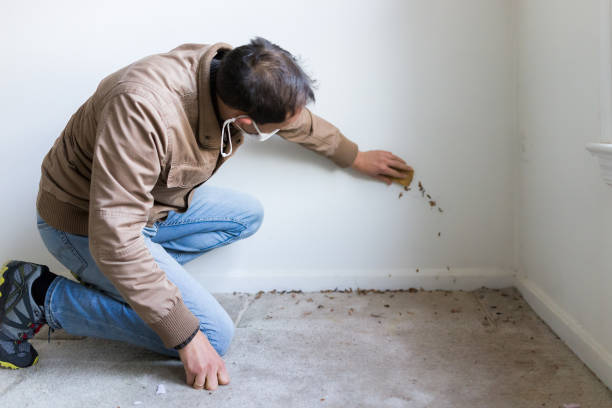 mold removal philadelphia